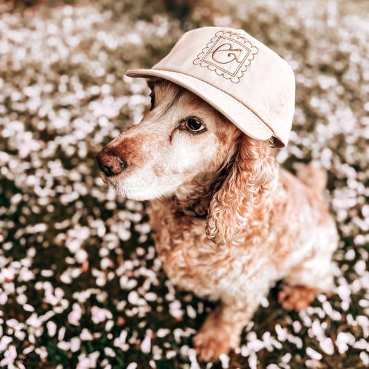 Page & Needle Icon Cap